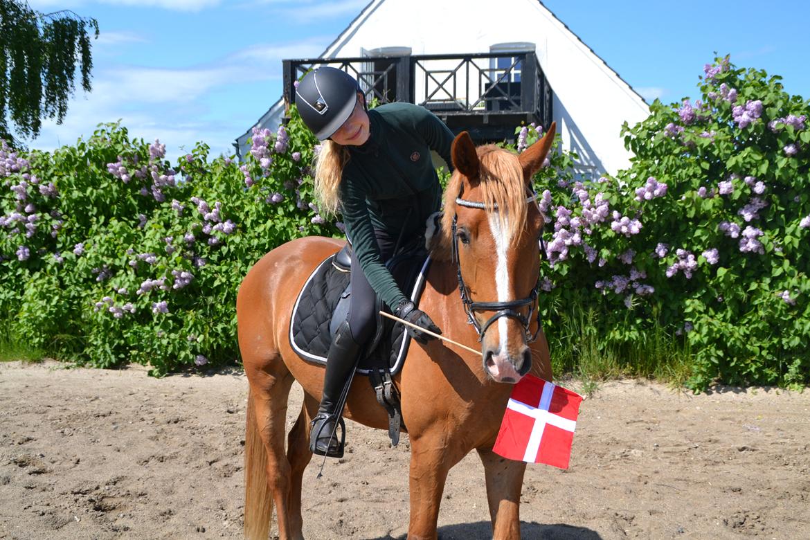 Dansk Varmblod Tovdal's D-Jay billede 4