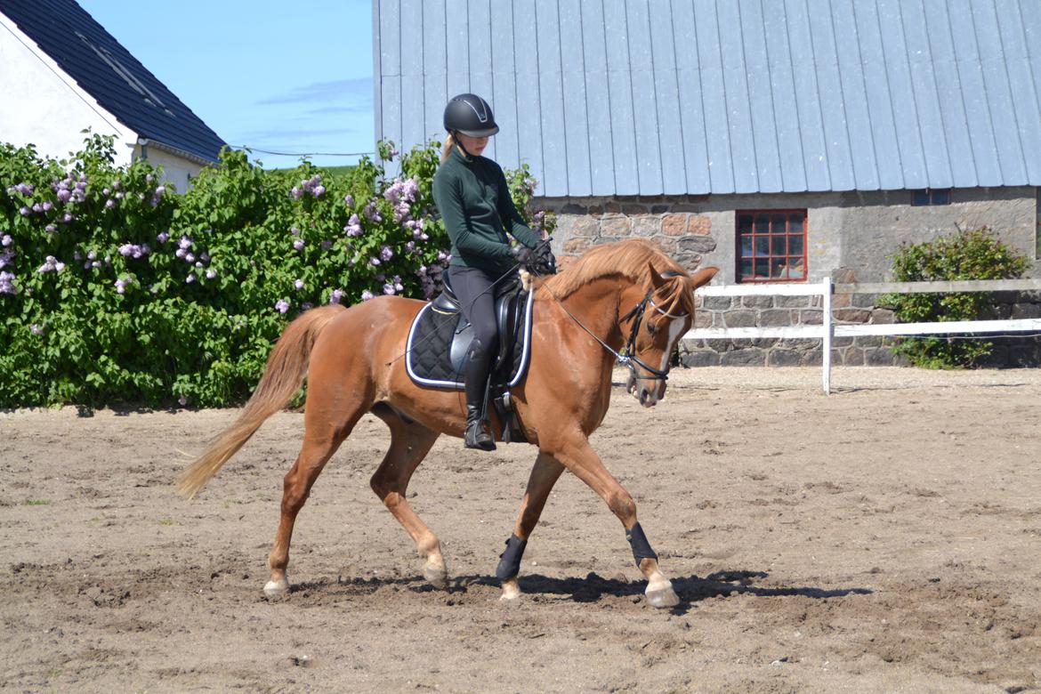 Dansk Varmblod Tovdal's D-Jay billede 2