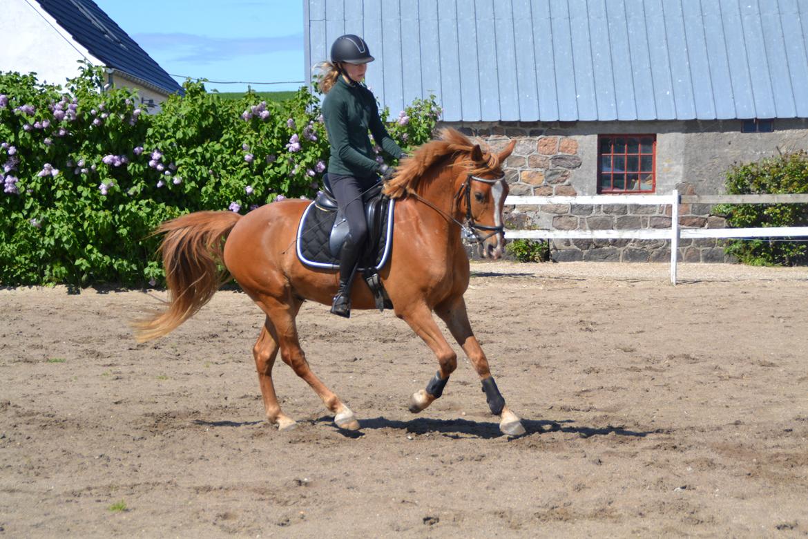 Dansk Varmblod Tovdal's D-Jay billede 5