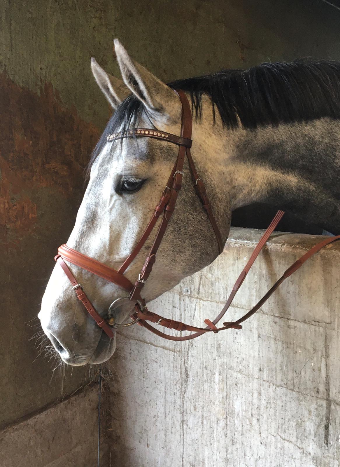 Zangersheide Pachanga Z billede 10