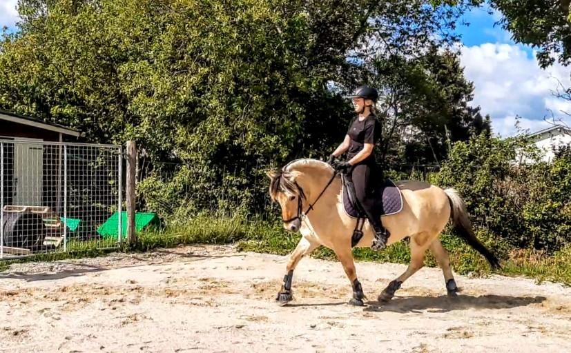 Fjordhest Toftegårdens Tjalfe - Maj 2020 billede 5