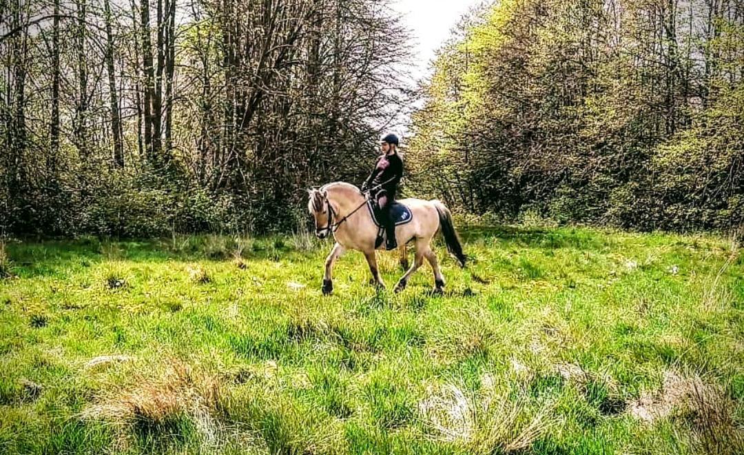 Fjordhest Toftegårdens Tjalfe - Maj 2020 billede 4