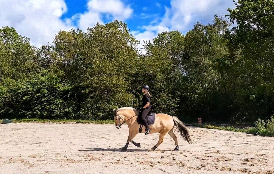 Fjordhest Toftegårdens Tjalfe - Maj 2020 billede 13