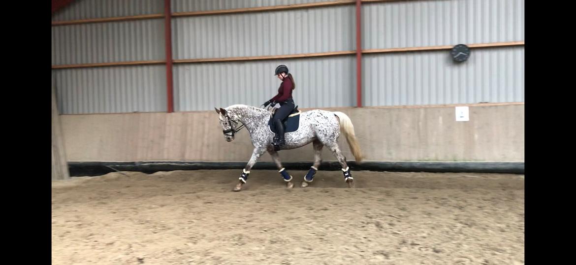 Anden særlig race Star billede 5