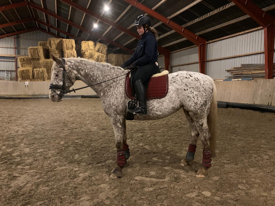 Anden særlig race Star billede 4