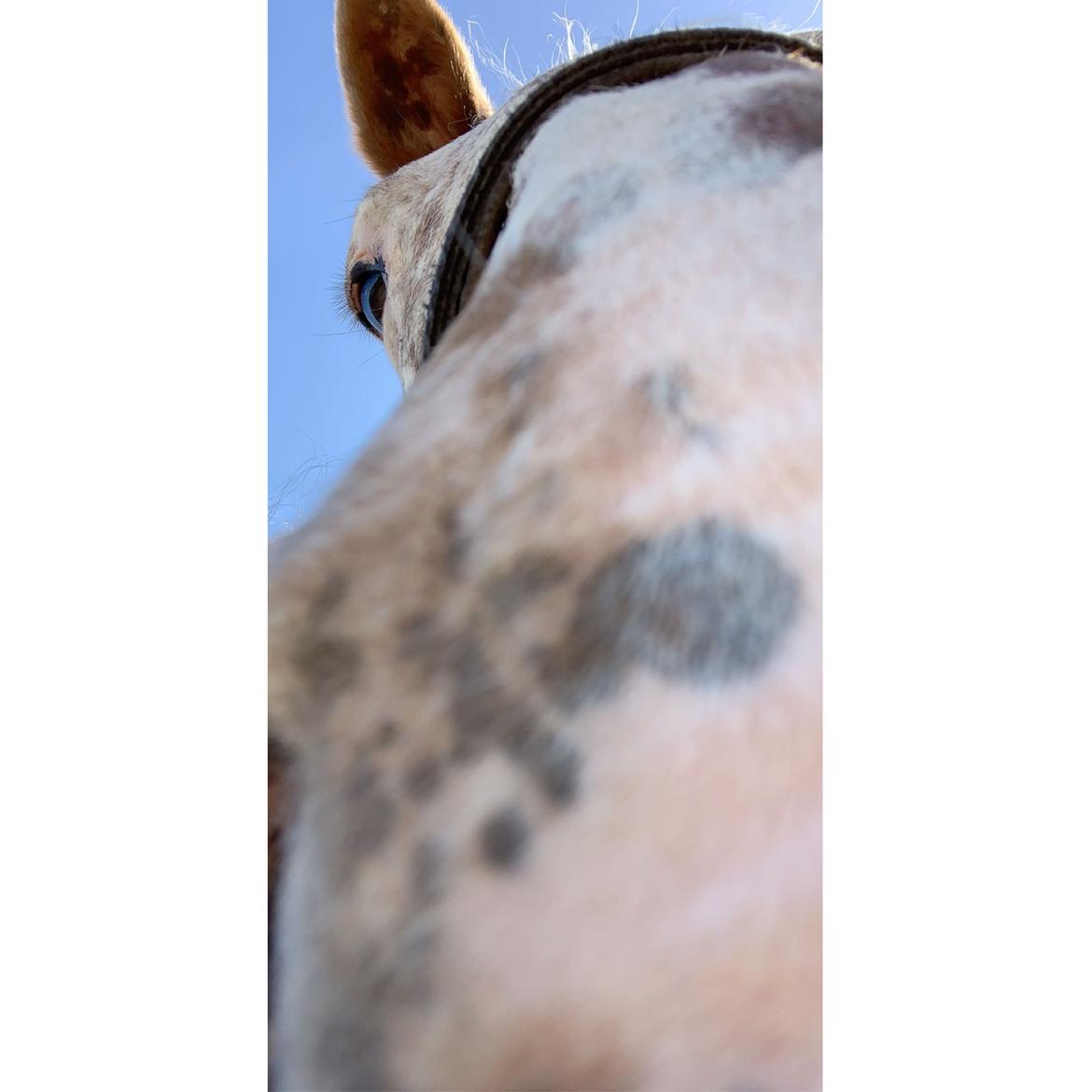 Anden særlig race Star billede 9