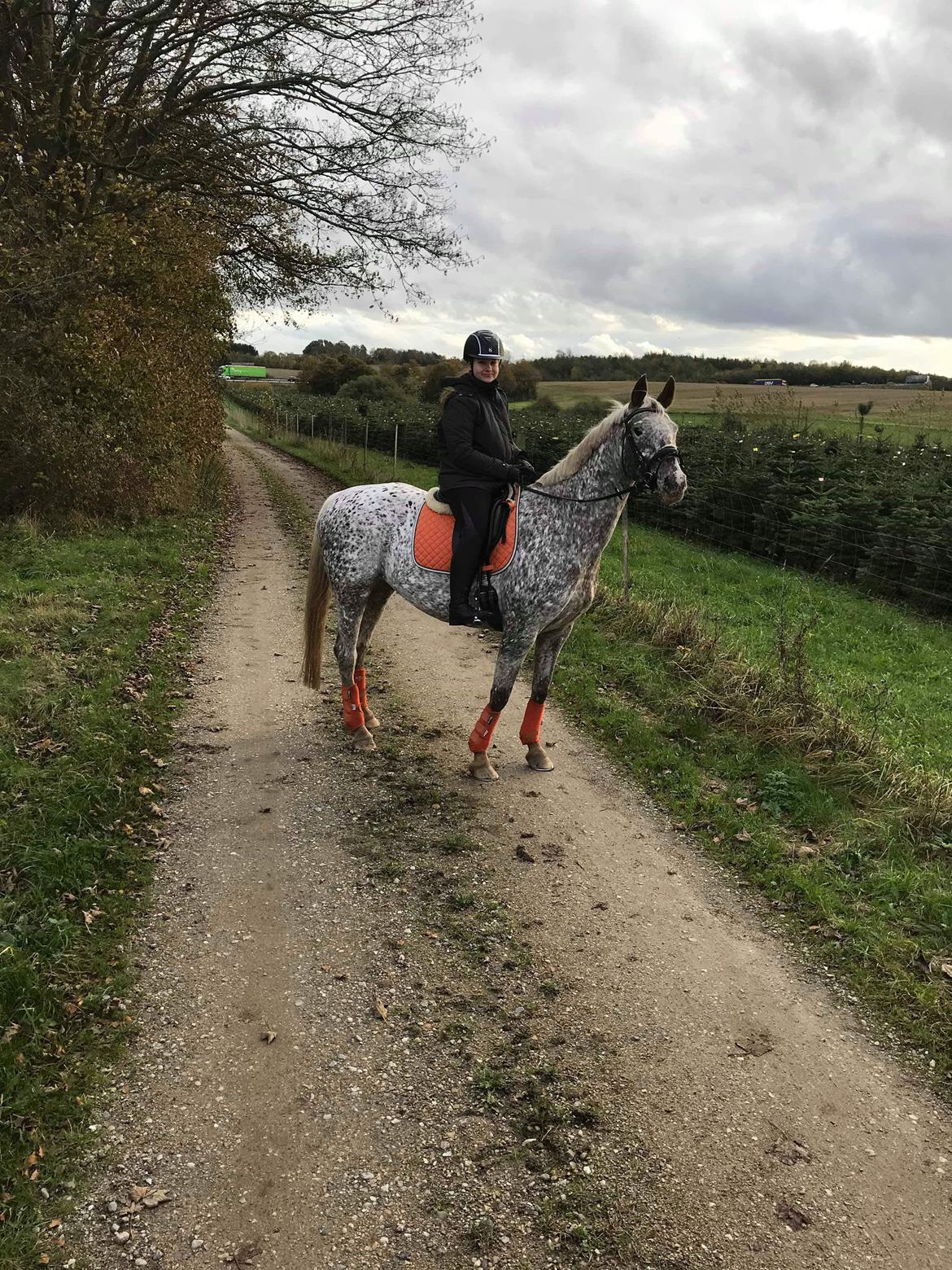 Anden særlig race Star billede 7