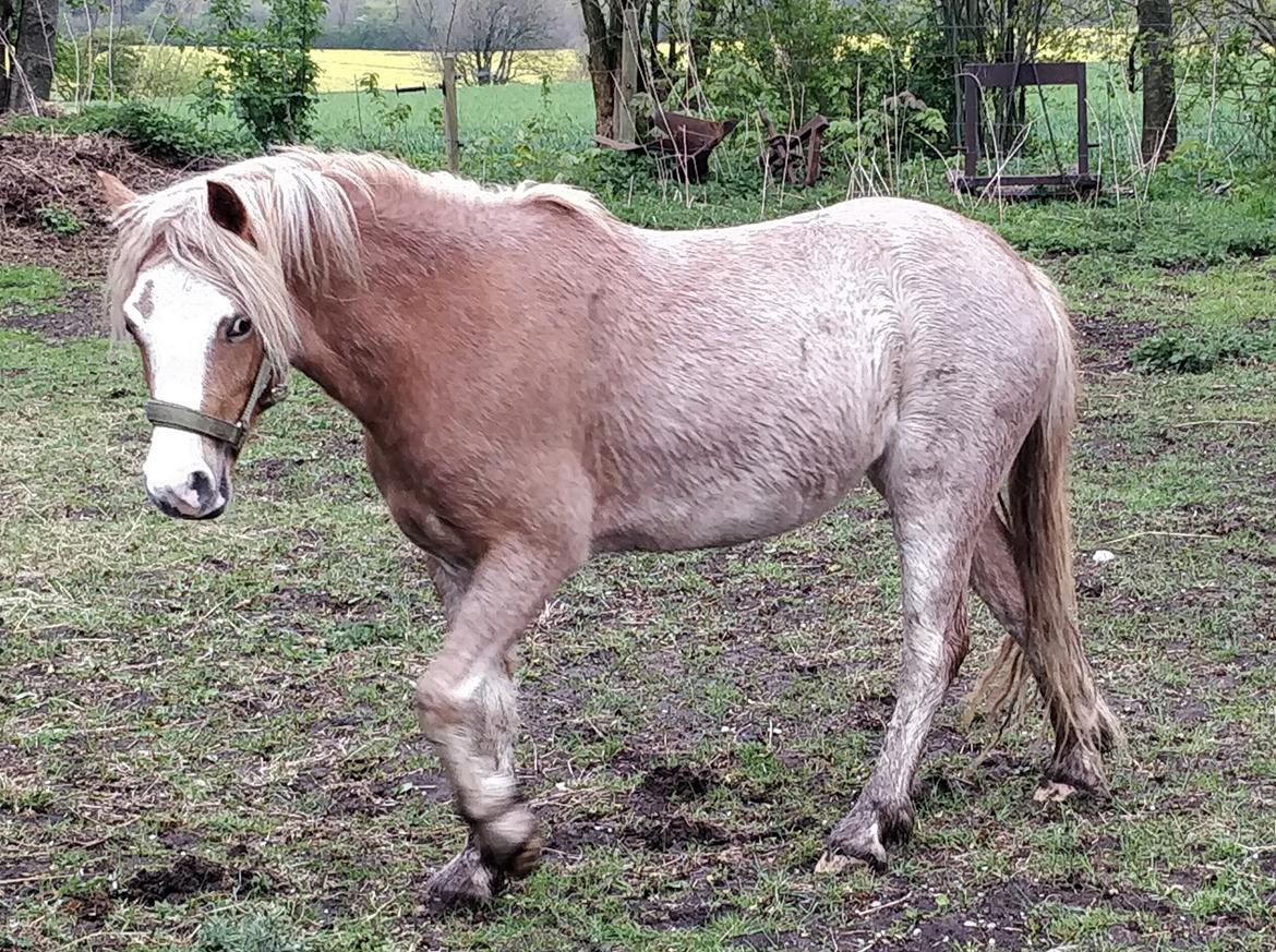 Welsh Mountain (sec A) Sofiendals damn good billede 1