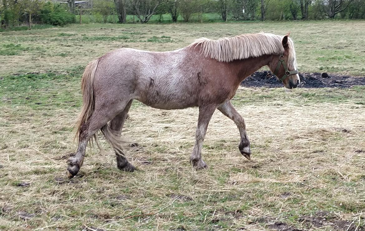 Welsh Mountain (sec A) Sofiendals damn good billede 2