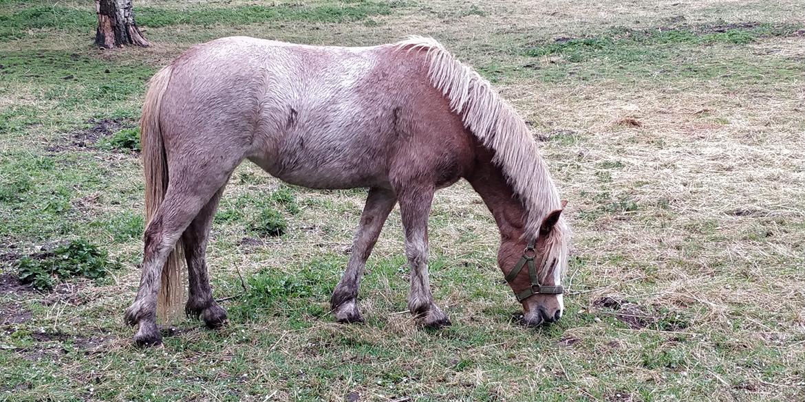 Welsh Mountain (sec A) Sofiendals damn good billede 3