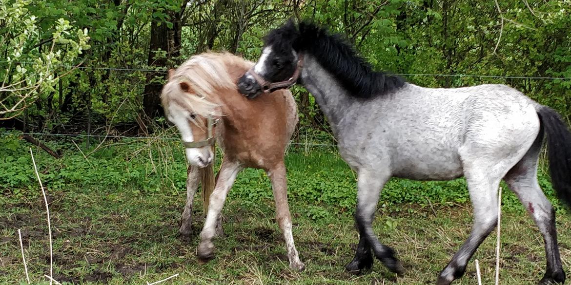 Welsh Mountain (sec A) Sofiendals damn good billede 4