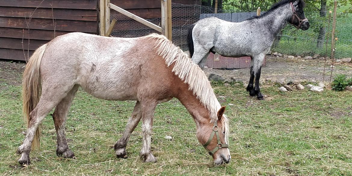 Welsh Mountain (sec A) Sofiendals damn good billede 5