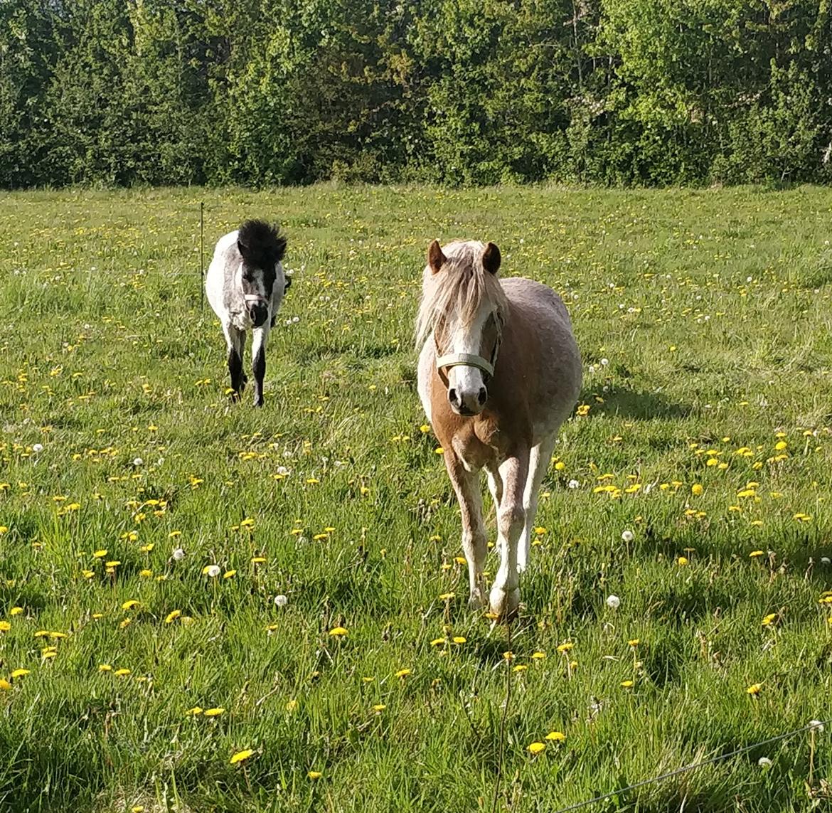 Welsh Mountain (sec A) Sofiendals damn good billede 6