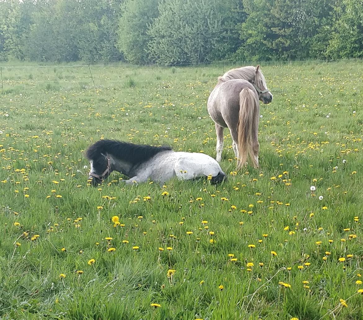 Welsh Mountain (sec A) Sofiendals damn good billede 7