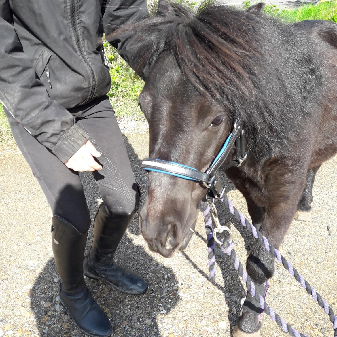 Anden særlig race Guliver Brandybuck billede 6