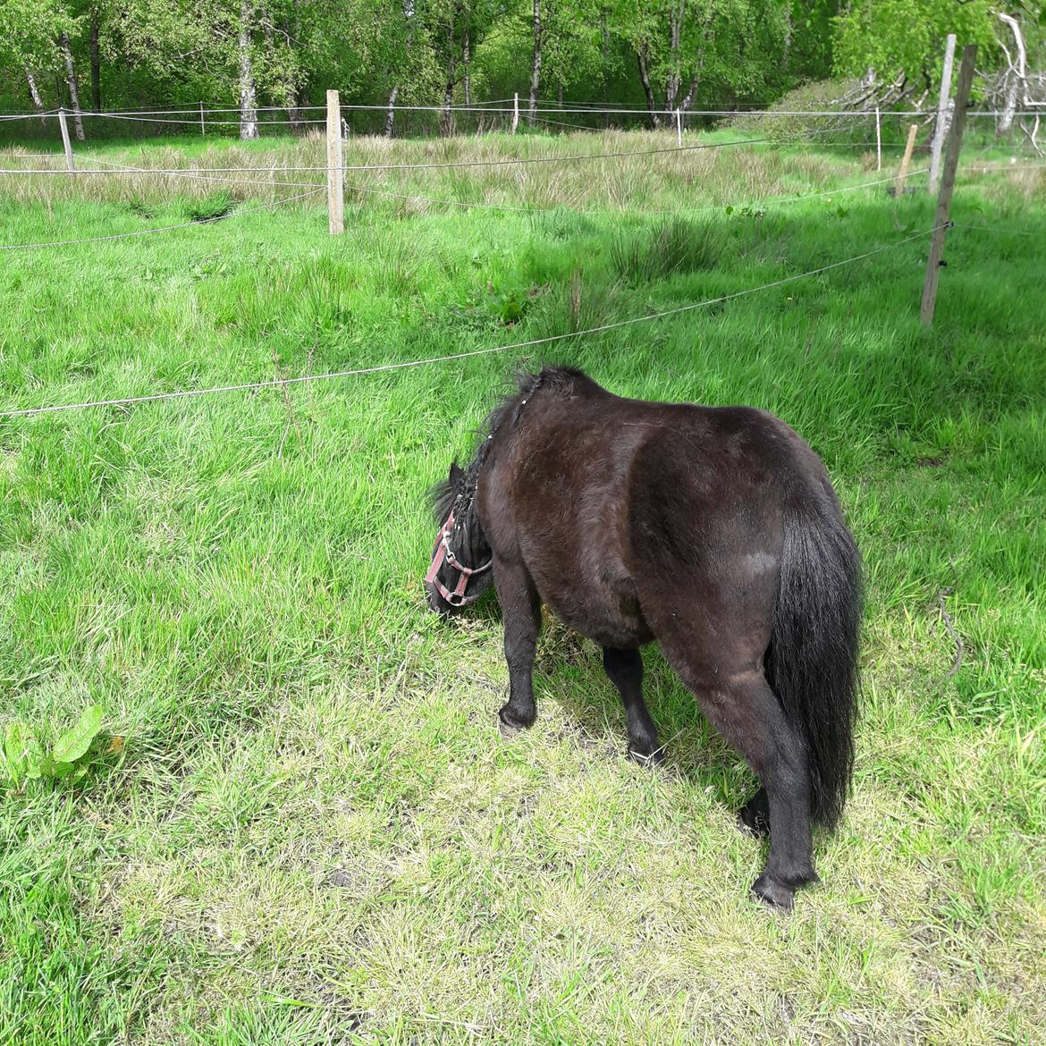 Anden særlig race Guliver Brandybuck billede 7