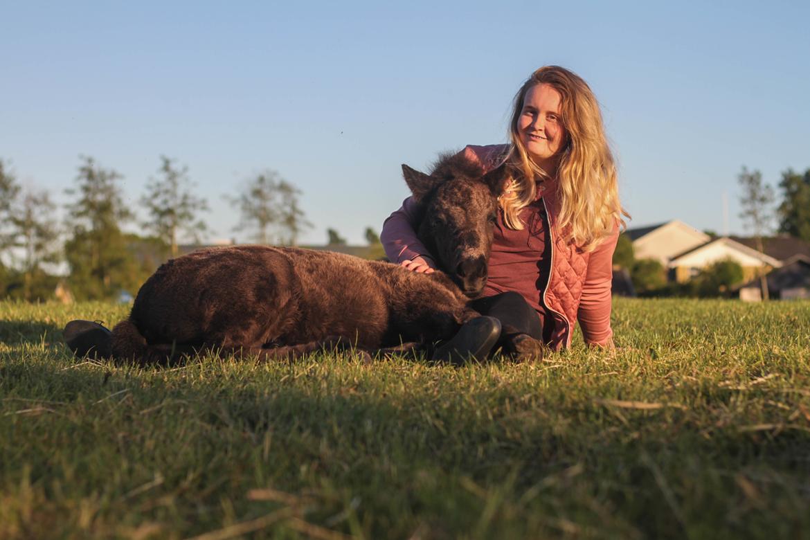 Islænder Litli Litfari fra Bach - Værdsætter stadig, lige knap 6 uger gammel, at putte på skød <3 billede 15
