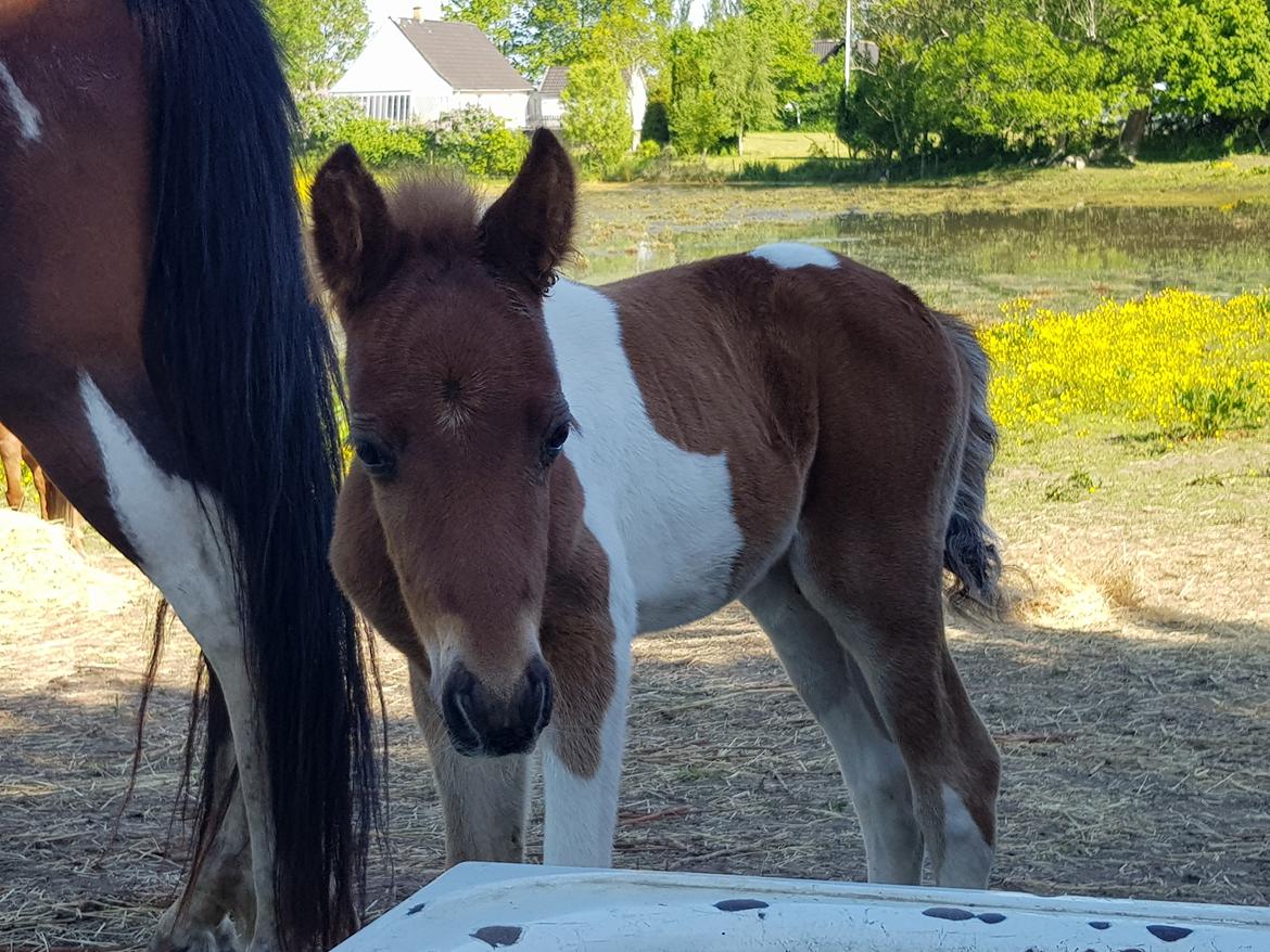 Welsh Partbred (Sec F) Team Babs's zorro billede 8