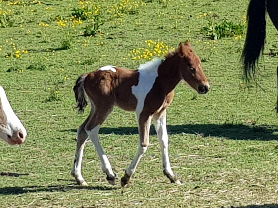 Welsh Partbred (Sec F) Team Babs's zorro billede 9