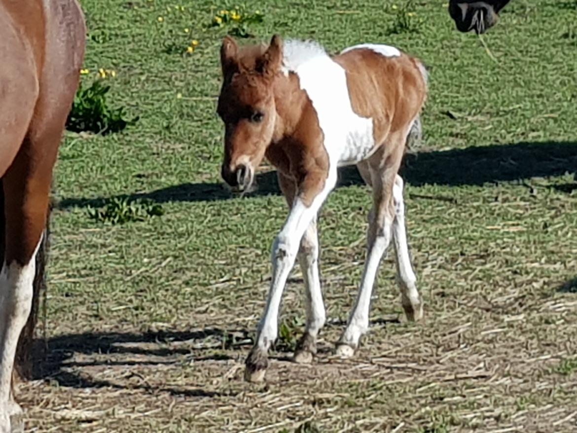 Welsh Partbred (Sec F) Team Babs's zorro billede 10