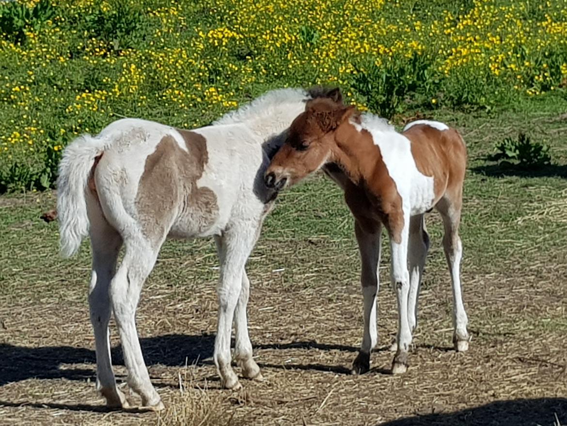 Welsh Partbred (Sec F) Team Babs's zorro billede 11