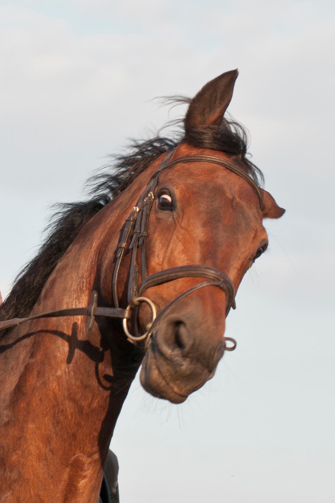 Holstener Helena billede 2