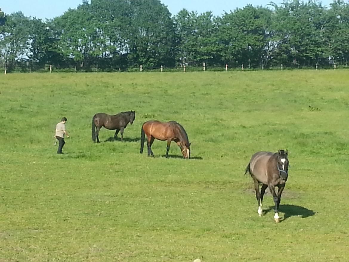 Holstener Helena billede 3