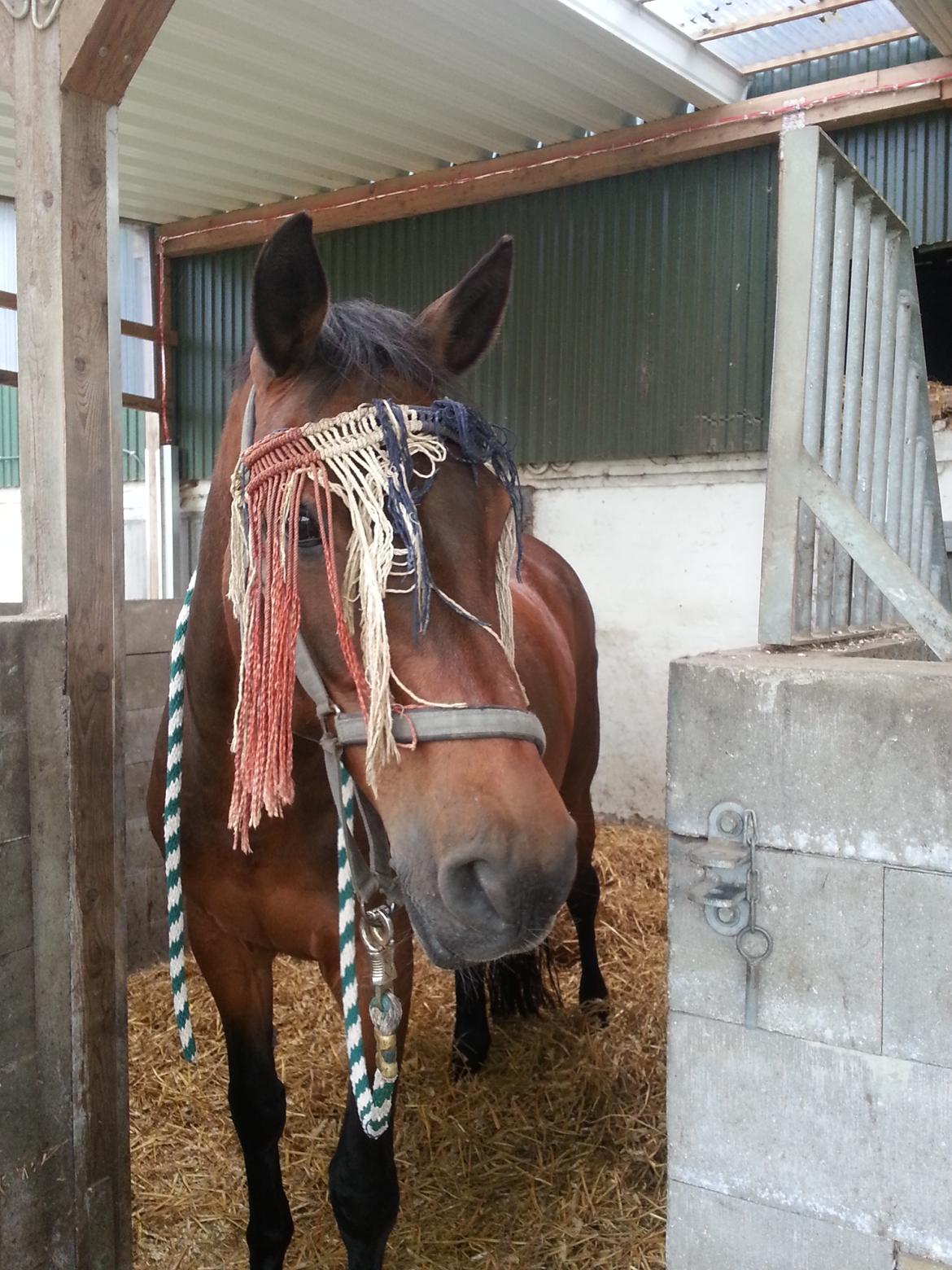 Holstener Helena billede 4