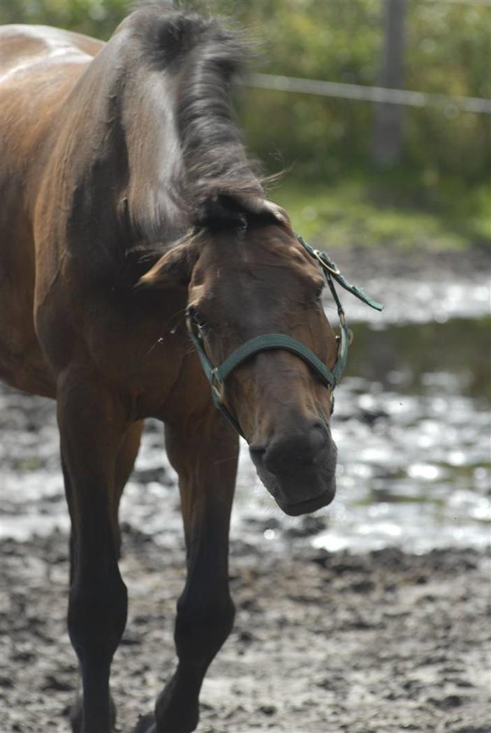 Holstener Helena billede 5