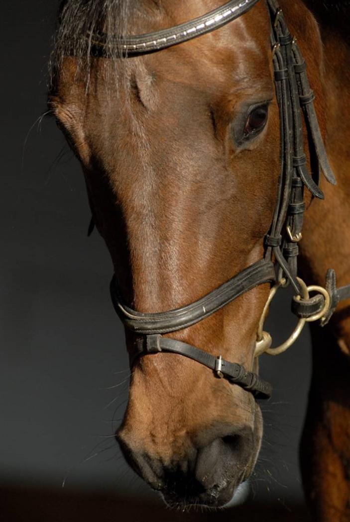 Holstener Helena billede 7