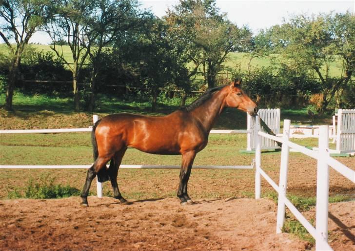 Holstener Helena billede 6