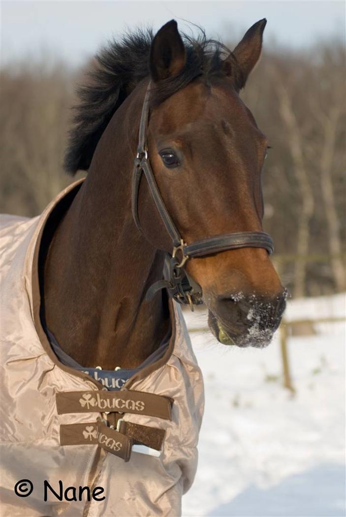 Holstener Helena billede 11