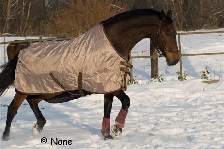 Holstener Helena billede 12