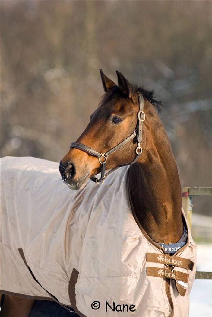 Holstener Helena billede 13