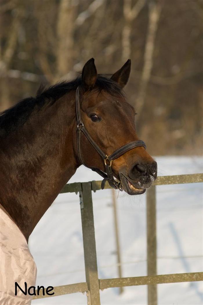 Holstener Helena billede 1