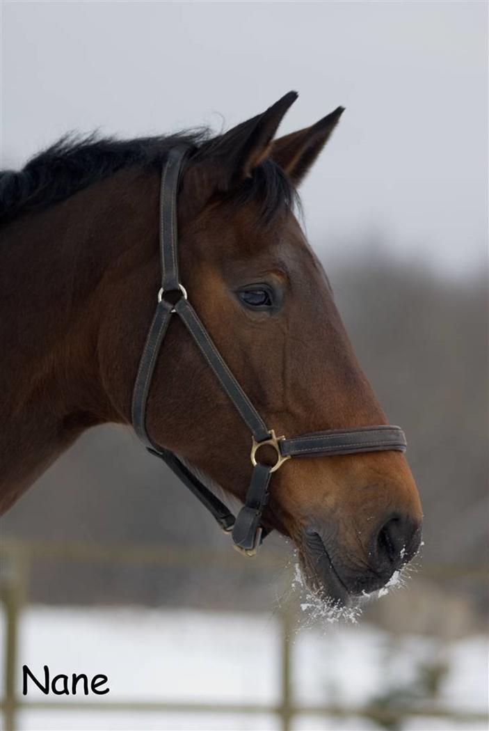 Holstener Helena billede 14