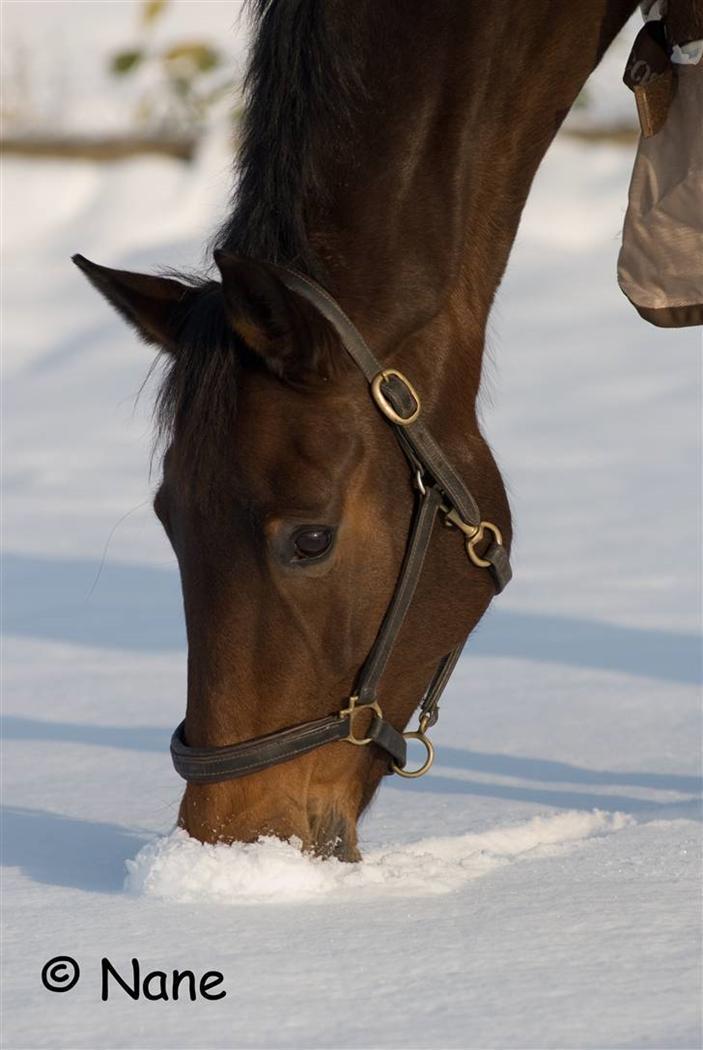 Holstener Helena billede 15