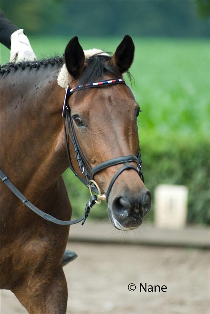 Holstener Helena billede 16