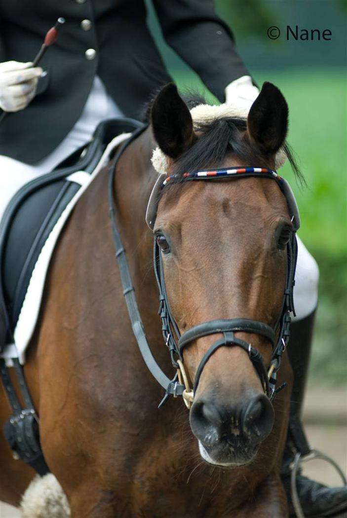 Holstener Helena billede 17