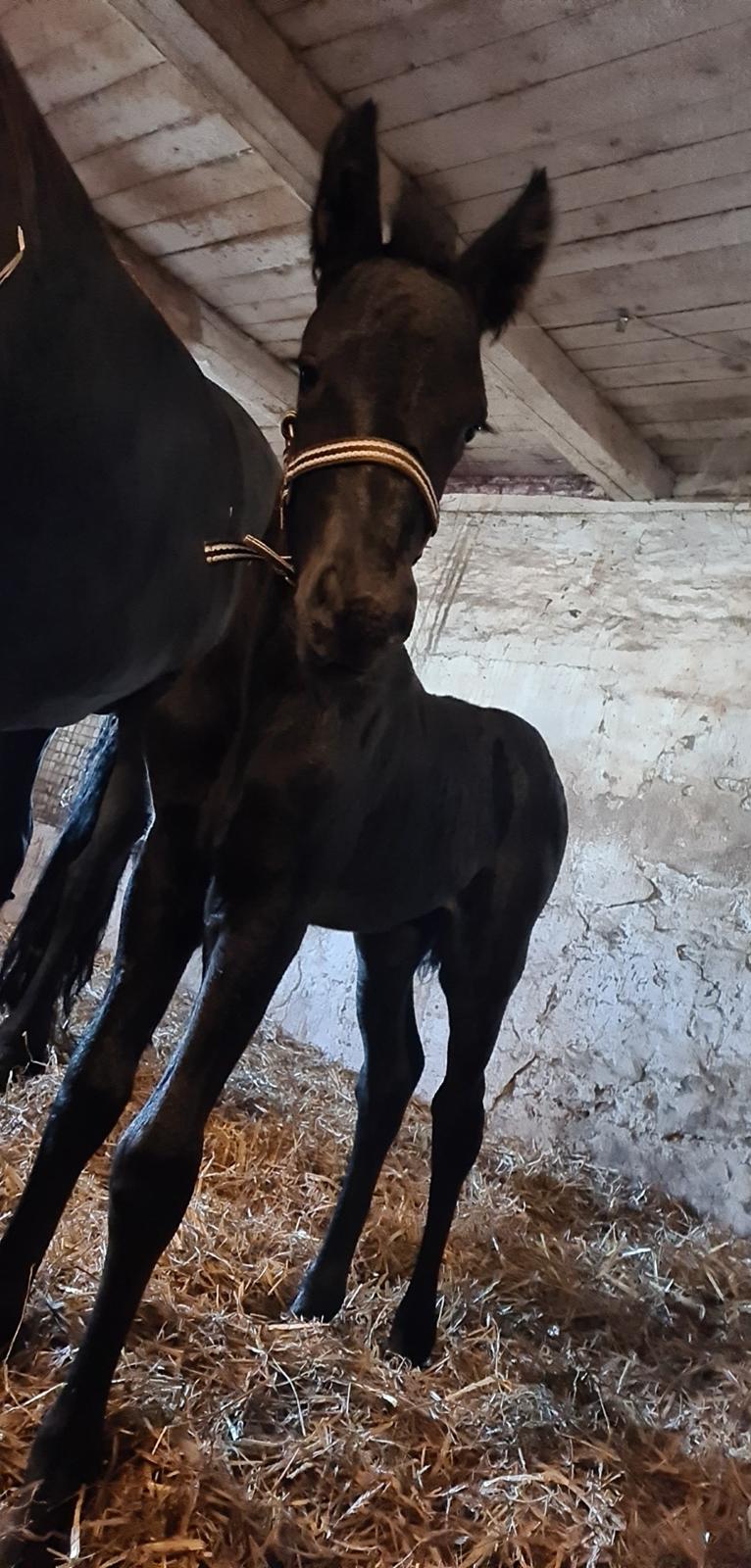 Frieser Mira af stald Lafrem billede 10