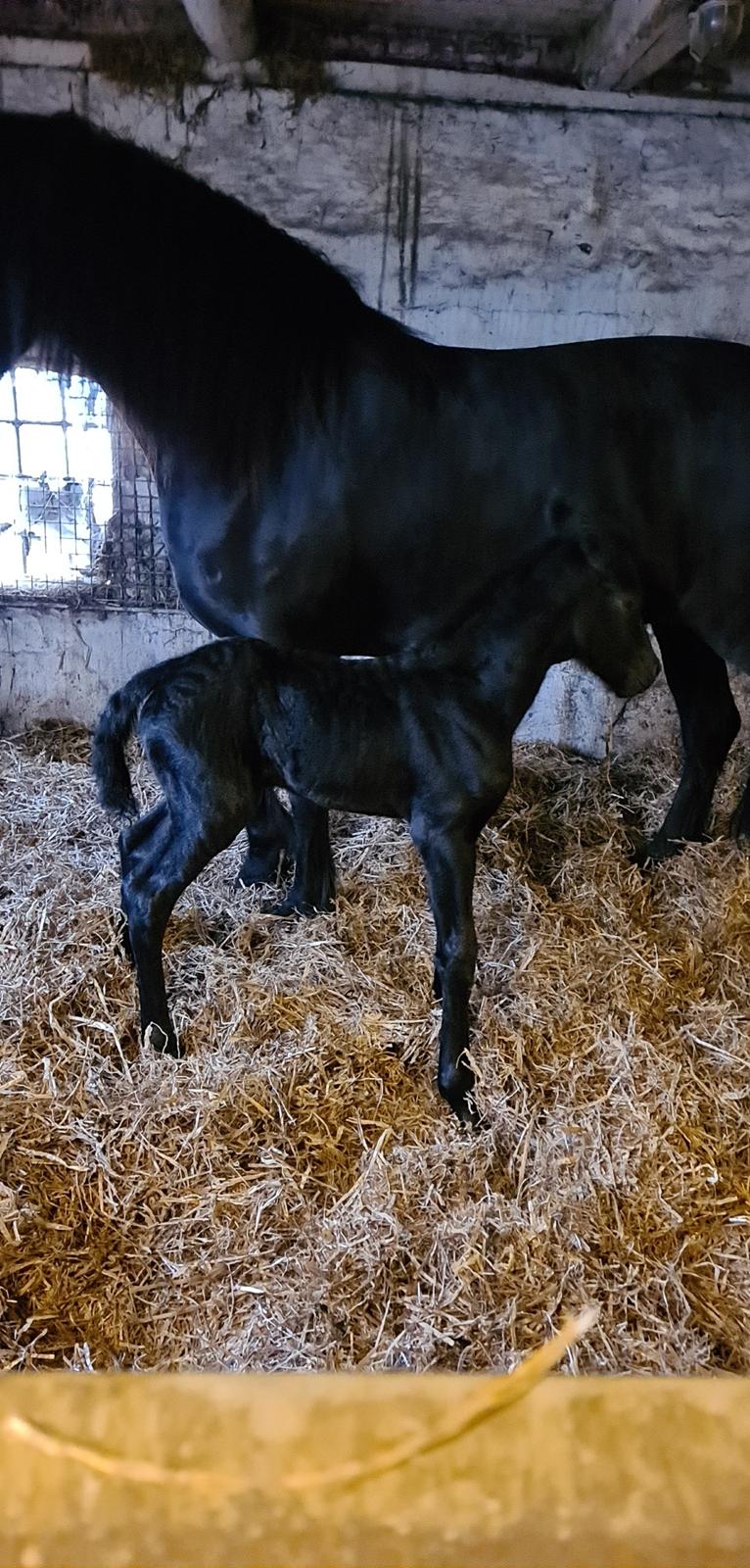 Frieser Mira af stald Lafrem billede 11
