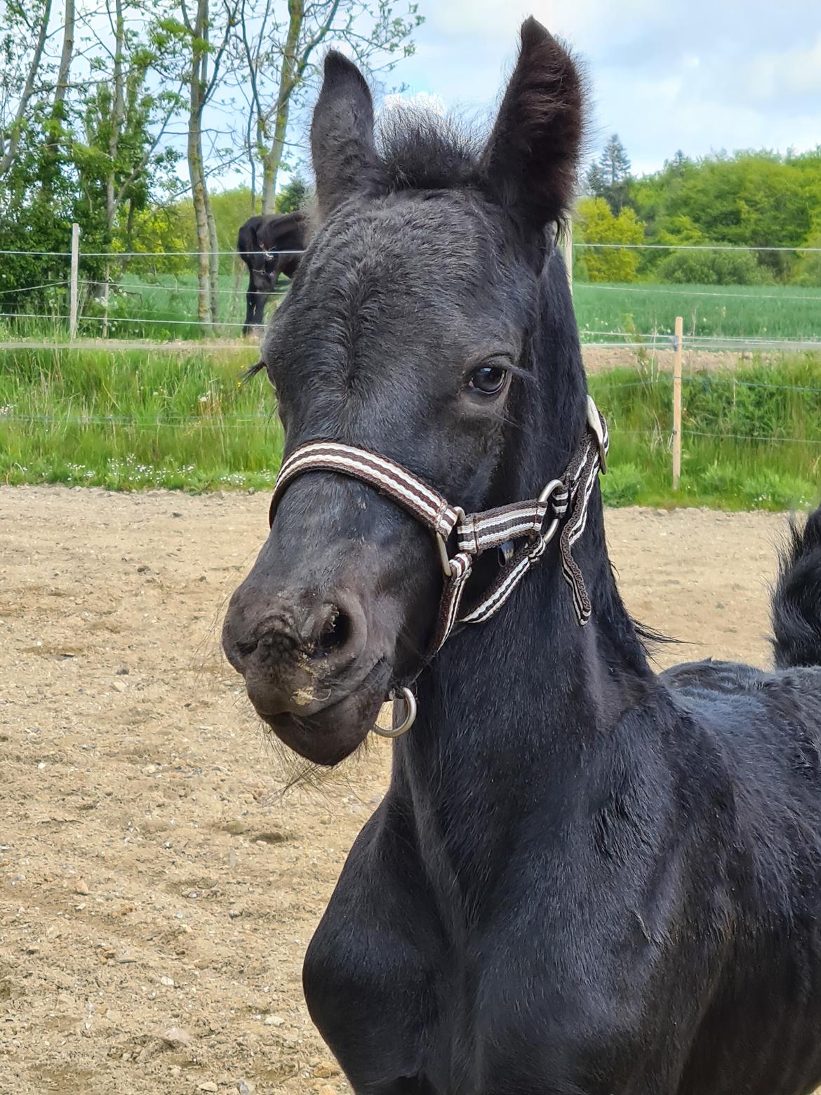 Frieser Mira af stald Lafrem billede 9