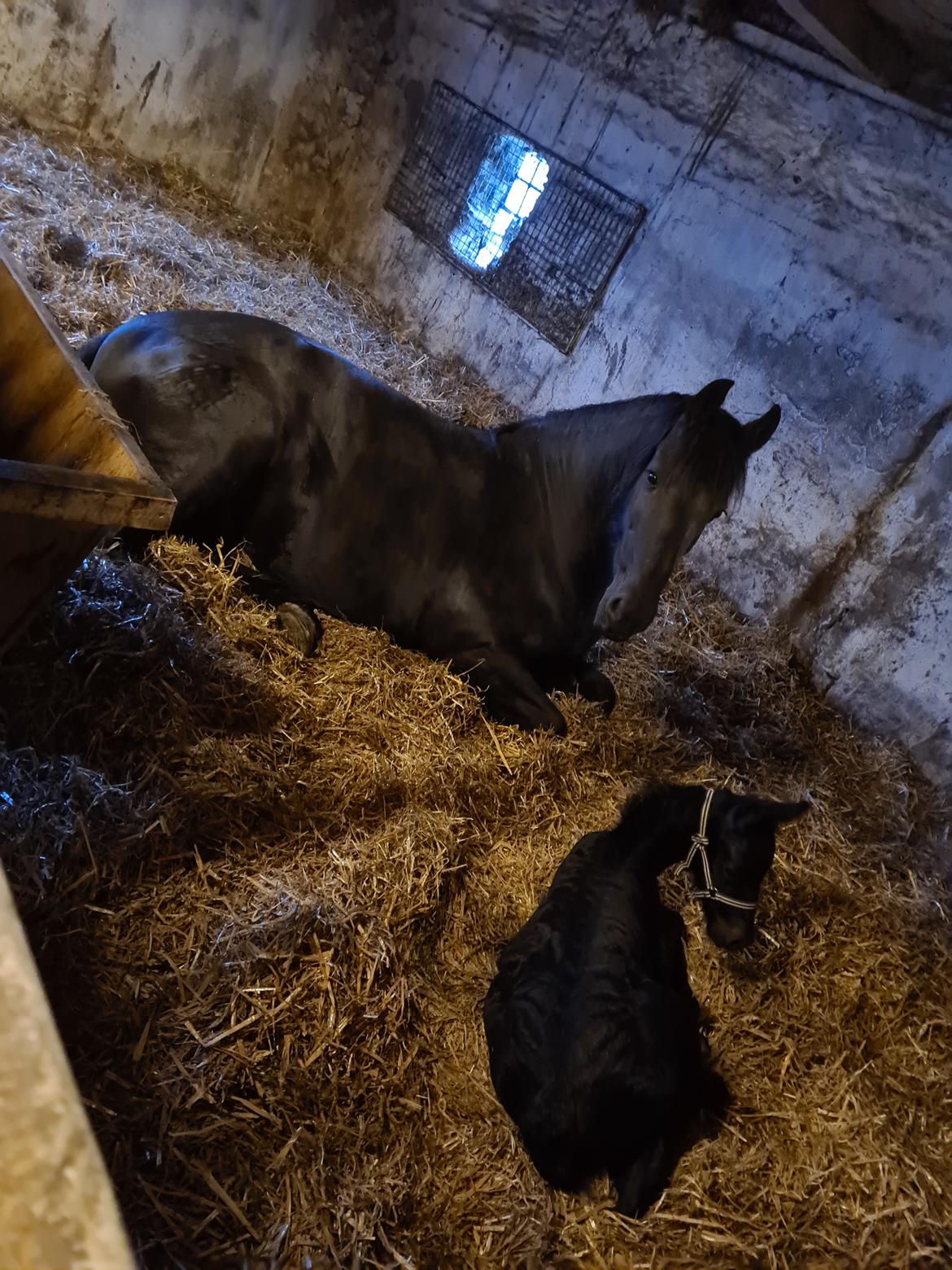 Frieser Mira af stald Lafrem billede 8