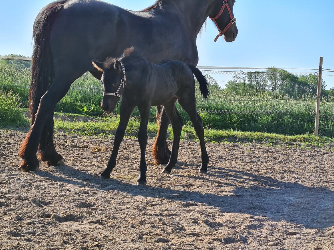 Frieser Mira af stald Lafrem billede 2