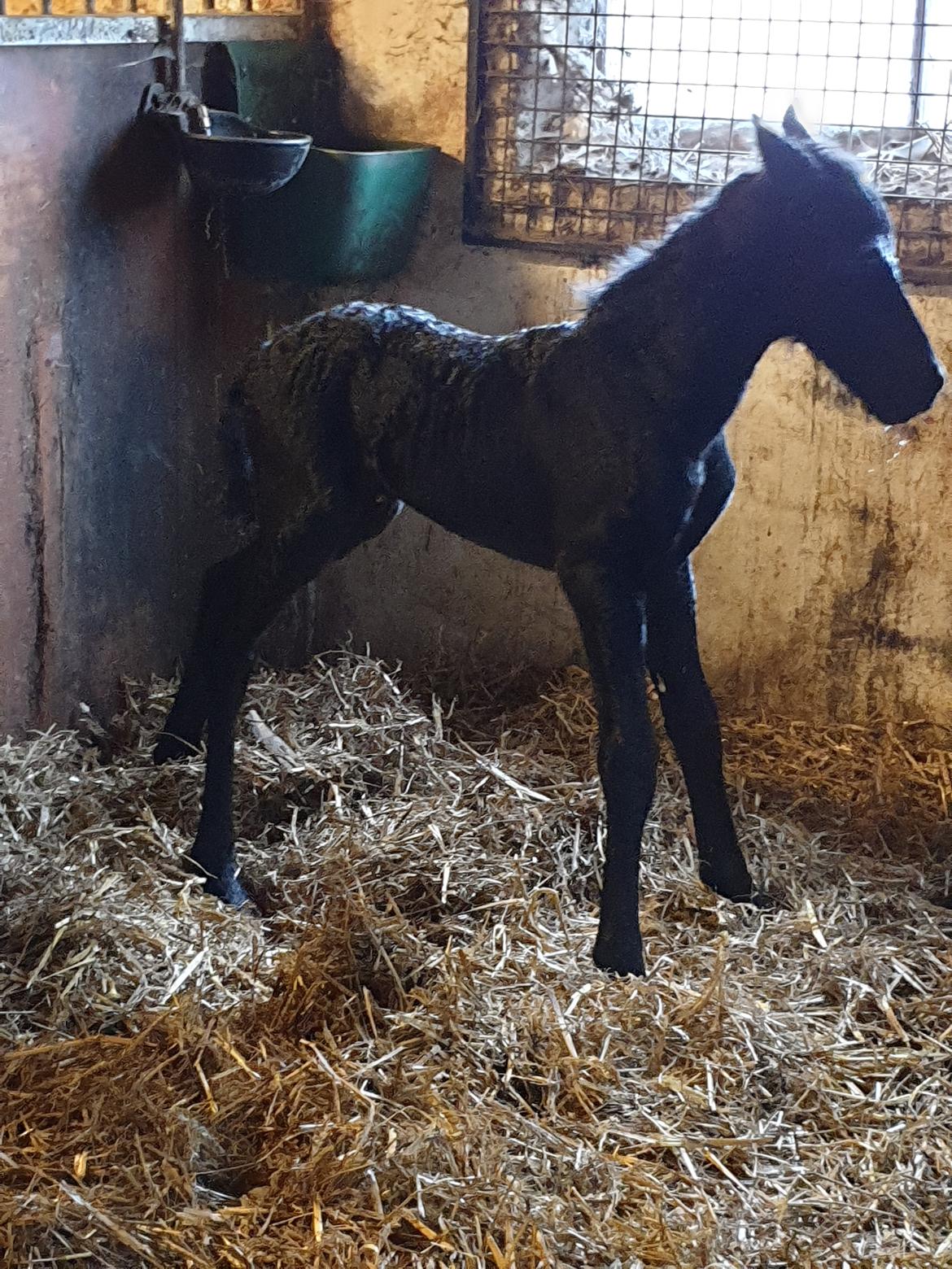 Frieser Mira af stald Lafrem billede 12
