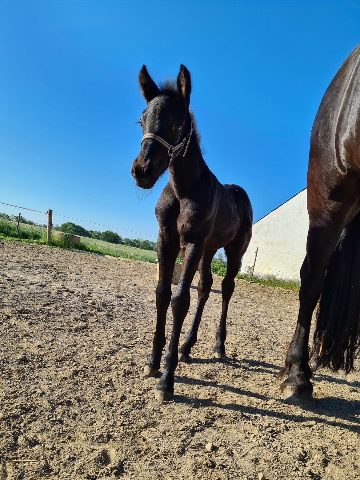 Frieser Mira af stald Lafrem billede 5