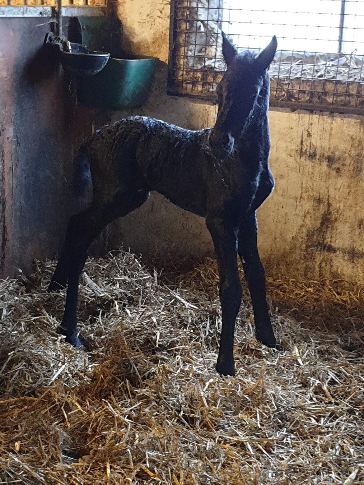 Frieser Mira af stald Lafrem billede 13