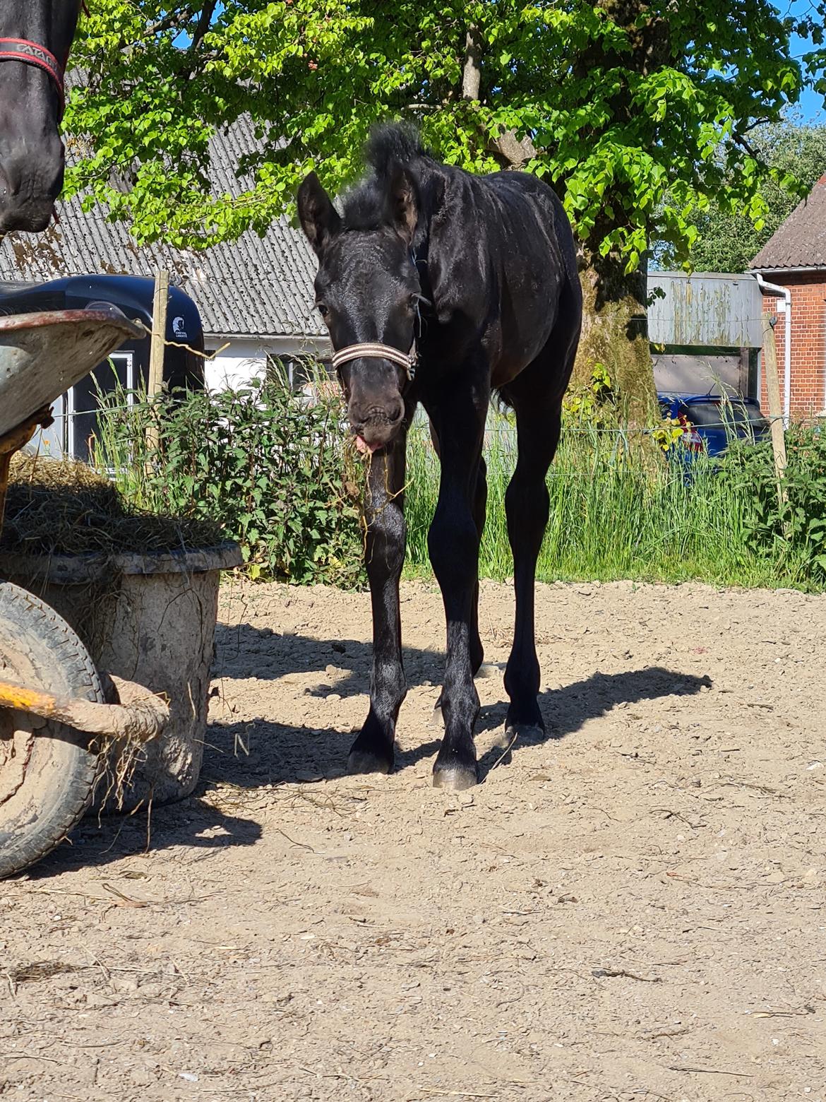 Frieser Mira af stald Lafrem billede 6