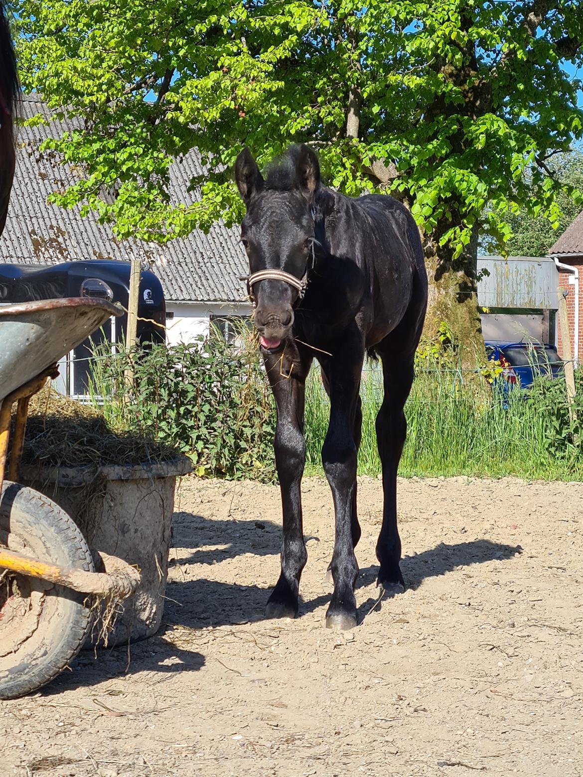 Frieser Mira af stald Lafrem billede 7