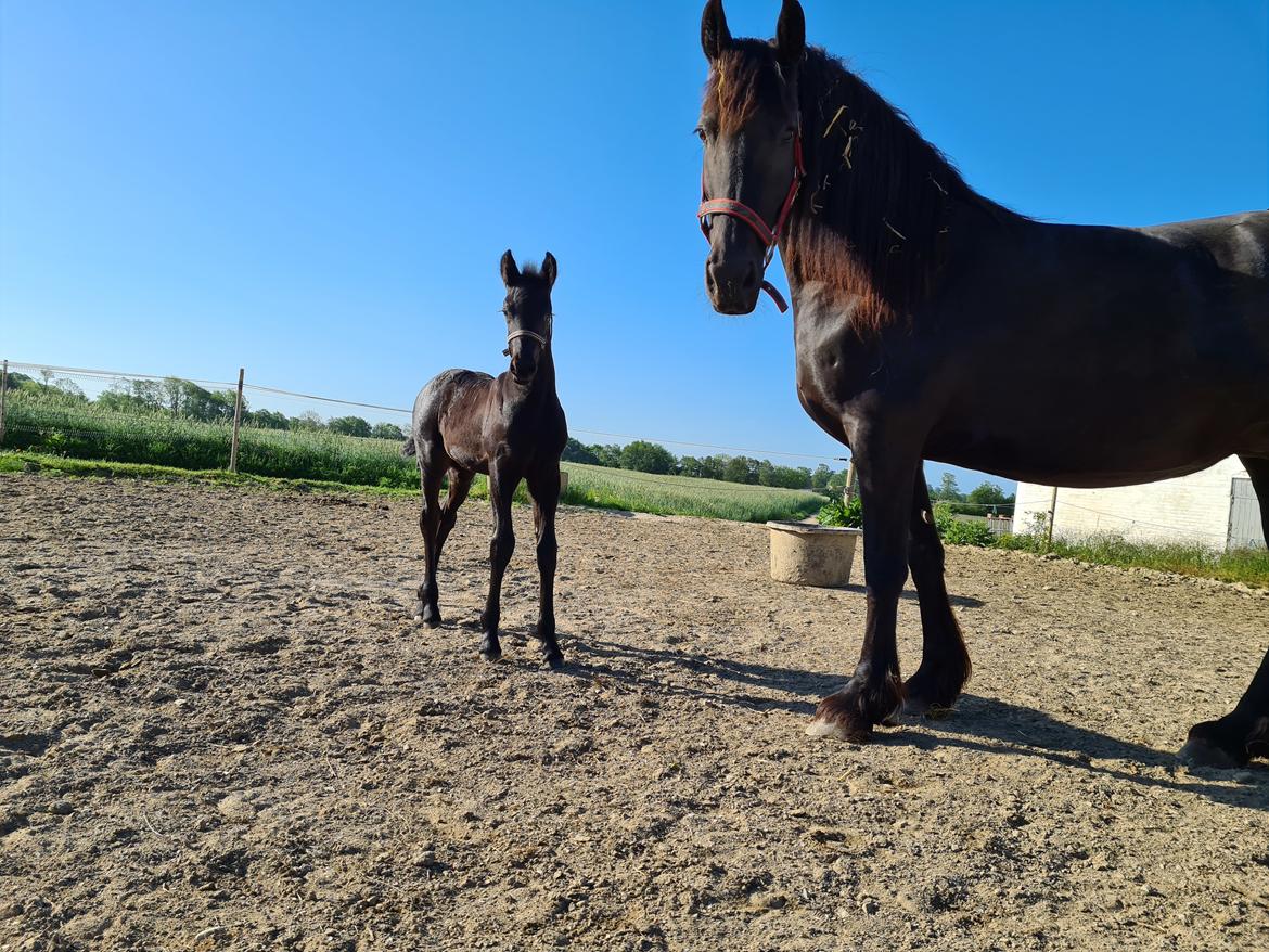 Frieser Mira af stald Lafrem billede 4